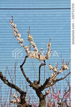 Winter solstice of Bairin 100752350