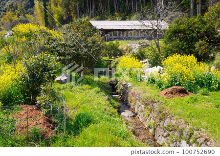 Spring creeks and rape blossoms 100752690