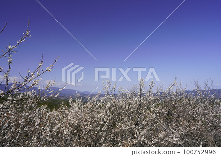 奈良廣橋梅林春景 梅花盛開時 奈良廣橋梅林春景 梅花盛開時 100752996