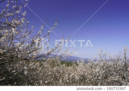 奈良廣橋梅林春景 梅花盛開時 奈良廣橋梅林春景 梅花盛開時 100752997