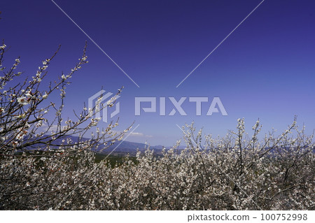 Nara Hirohashi Plum Grove Spring Scenery When plum blossoms are in full bloom Nara Hirohashi Plum Grove Spring Scenery When plum blossoms are in full bloom 100752998