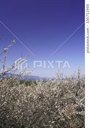 Nara Hirohashi Plum Grove Spring Scenery When plum blossoms are in full bloom Nara Hirohashi Plum Grove Spring Scenery When plum blossoms are in full bloom 100752999