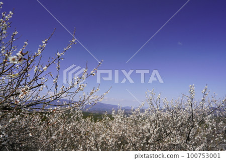 Nara Hirohashi Plum Grove Spring Scenery When plum blossoms are in full bloom Nara Hirohashi Plum Grove Spring Scenery When plum blossoms are in full bloom 100753001