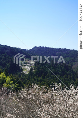 奈良廣橋梅林春景 梅花盛開時 奈良廣橋梅林春景 梅花盛開時 100753152