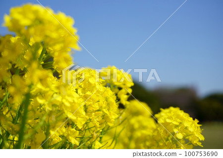 Canola field in full bloom 31 Canola field in full bloom 31 100753690