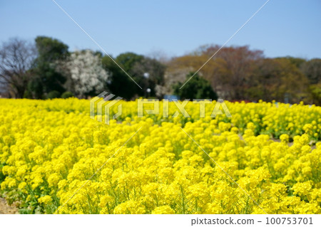 油菜花田 20 油菜花田 20 100753701