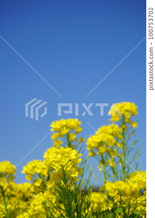 油菜花田 19 100753702