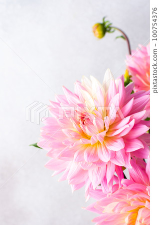 Pink beautiful dahlias Pink beautiful dahlias 100754376