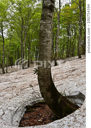 Beech forest of Mt. Beech forest of Mt. 100754394