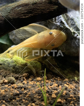 blue eye golden bushy pleco blue eye golden bushy pleco 100754534