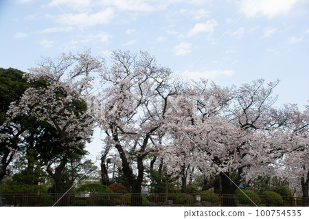 Cherry Blossoms Cherry Blossoms 100754535