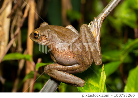 Madagascan Treefrog, Boophis madagascariensis, frog from Andasibe-Mantadia National Park, Madagascar wildlife 100755260