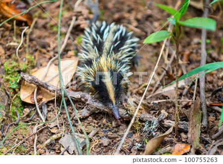 Lowland Streaked Tenrec, Hemicentetes Semispinosus, Madagascar wildlife Lowland Streaked Tenrec, Hemicentetes Semispinosus, Madagascar wildlife 100755263