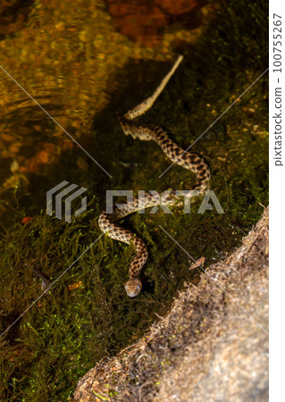 Malagasy Cat-eyed Snake, Madagascarophis colubrinus, Andringitra National Park, Madagascar Malagasy Cat-eyed Snake, Madagascarophis colubrinus, Andringitra National Park, Madagascar 100755267