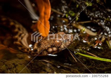 Malagasy Cat-eyed Snake, Madagascarophis colubrinus, Andringitra National Park, Madagascar Malagasy Cat-eyed Snake, Madagascarophis colubrinus, Andringitra National Park, Madagascar 100755268