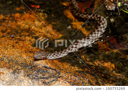 Malagasy Cat-eyed Snake, Madagascarophis colubrinus, Andringitra National Park, Madagascar Malagasy Cat-eyed Snake, Madagascarophis colubrinus, Andringitra National Park, Madagascar 100755269
