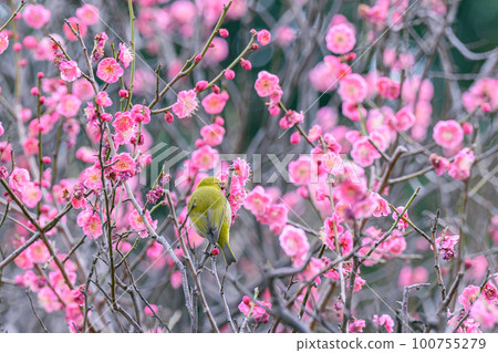 Plum, mezzo, spring flowers 100755279