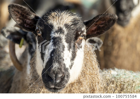 Cluse up of Blackface Sheep in the snow in Ireland Cluse up of Blackface Sheep in the snow in Ireland 100755584