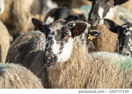 Cluse up of Blackface Sheep in the snow in Ireland 100755590