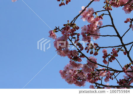 Early blooming Kanhi cherry blossoms blooming in a park in early spring in Japan Early blooming Kanhi cherry blossoms blooming in a park in early spring in Japan 100755984
