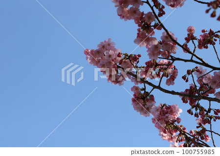 Early blooming Kanhi cherry blossoms blooming in a park in early spring in Japan Early blooming Kanhi cherry blossoms blooming in a park in early spring in Japan 100755985