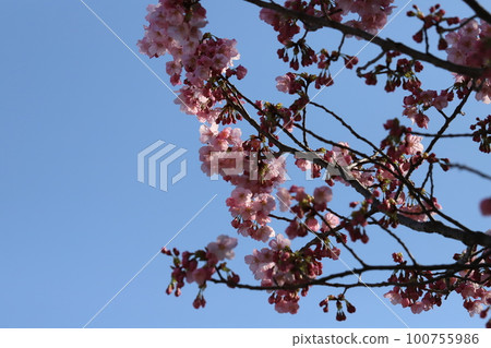 Early blooming Kanhi cherry blossoms blooming in a park in early spring in Japan Early blooming Kanhi cherry blossoms blooming in a park in early spring in Japan 100755986