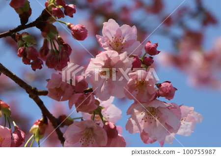 日本早春公園裡早開的 Kanhi 櫻花 日本早春公園裡早開的 Kanhi 櫻花 100755987
