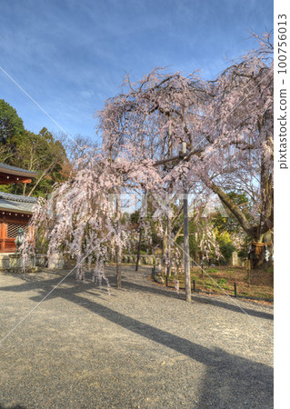 大石神社的櫻花 大石神社的櫻花 100756013