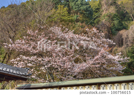 大石神社的櫻花 大石神社的櫻花 100756015