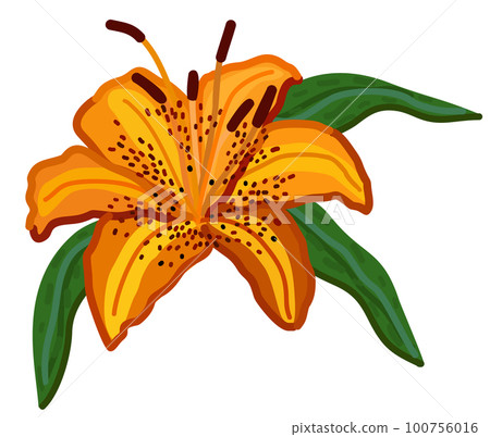 Vector illustration of tiger lily with leaves isolated on white background. Vector illustration of tiger lily with leaves isolated on white background. 100756016