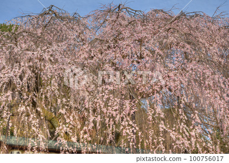 Cherry blossoms at Oishi Shrine Cherry blossoms at Oishi Shrine 100756017
