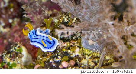 Sea Slug, Bunaken National Marine Park, Indonesia 100756331
