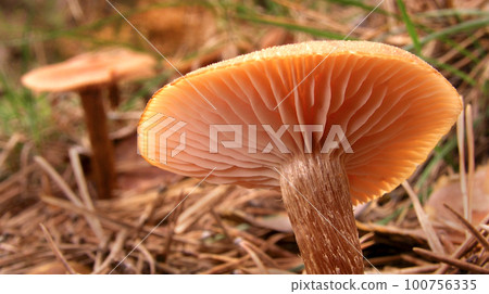 Wild Mushroom, Sierra de Guadarrama National Park, Spain Wild Mushroom, Sierra de Guadarrama National Park, Spain 100756335
