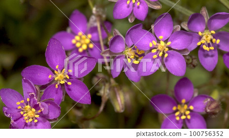 Wildflower, Sierra de Guadarrama National Park, Spain 100756352
