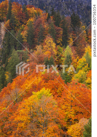 Autumn Mixed Forest, Fussen, Germany Autumn Mixed Forest, Fussen, Germany 100756354