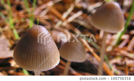 Wild Mushroom, Sierra de Guadarrama National Park, Spain 100756358