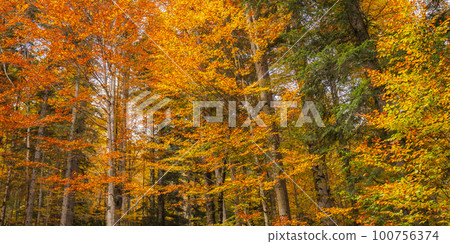 Autumn Mixed Forest, Oberammergau, Germany Autumn Mixed Forest, Oberammergau, Germany 100756374