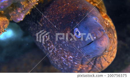 Moray Eel, Cabo Cope Puntas del Calnegre Regional Park, Spain Moray Eel, Cabo Cope Puntas del Calnegre Regional Park, Spain 100756375