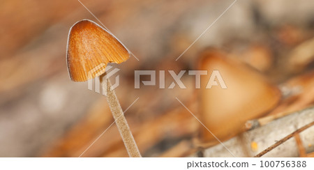 Wild Mushroom, Sierra de Guadarrama National Park, Spain 100756388