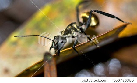 Golden Ant, Marino Ballena National Park, Costa Rica 100756390