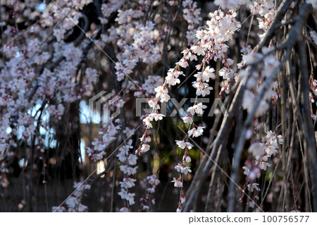下垂的櫻桃樹 下垂的櫻桃樹 100756577