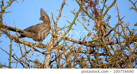 Grey Go-away bird, Chobe National Park, Botswana 100756690