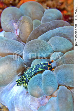 Sea Slug, Lembeh, Indonesia 100756698