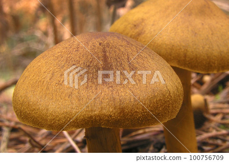 Wild Mushroom, Sierra de Guadarrama National Park, Spain 100756709