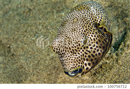 Pufferfish, Lembeh, Indonesia 100756712