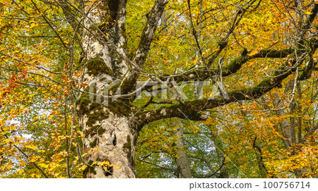Autumn Mixed Forest, Oberammergau, Germany Autumn Mixed Forest, Oberammergau, Germany 100756714