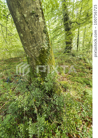 Coastal Beech Forest of Caviedes, Oyambre Natural Park, Cantabria, Spain Coastal Beech Forest of Caviedes, Oyambre Natural Park, Cantabria, Spain 100756725