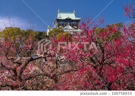 《大阪府》大阪城與梅花・大阪城梅林 《大阪府》大阪城與梅花・大阪城梅林 100756933
