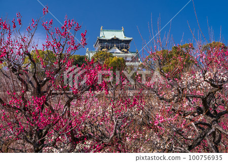《大阪府》大阪城與梅花・大阪城梅林 100756935