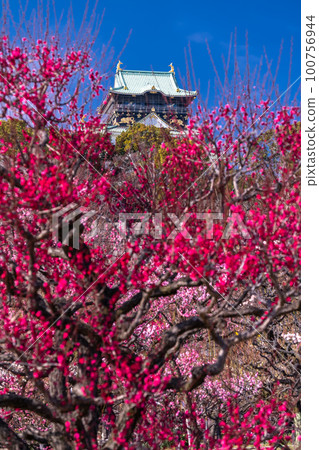 《Osaka Prefecture》Osaka Castle and Plum Blossoms・Osaka Castle Bairin 100756944